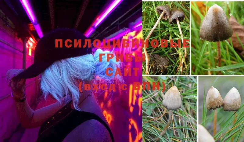 Галлюциногенные грибы Psilocybine cubensis  OMG рабочий сайт  Асино 